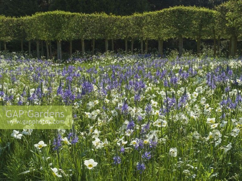 Camassia leichtlinii -Camassia lily and Narcissus poeticus Old Pheasant's Eye with clipped Italian Alder