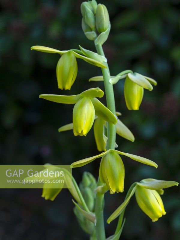 Epipactis palustris in glass house March