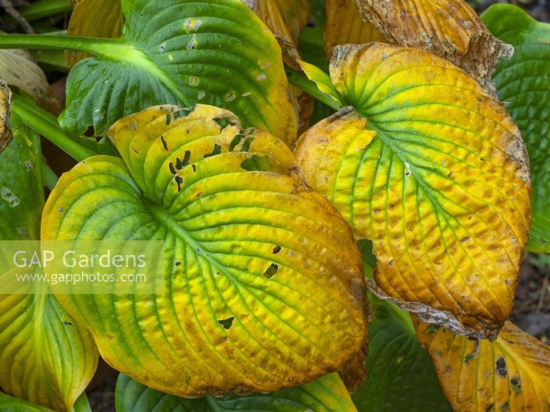 'Empress Wu' hosta leaves changing colour early October