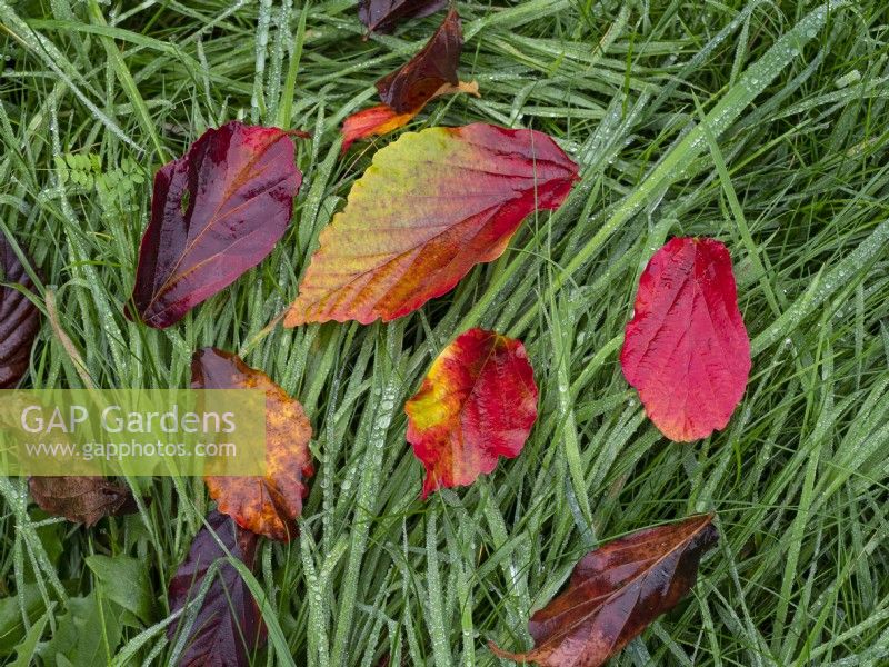 Parrotia persica Persian Spire leaves in autumn early November