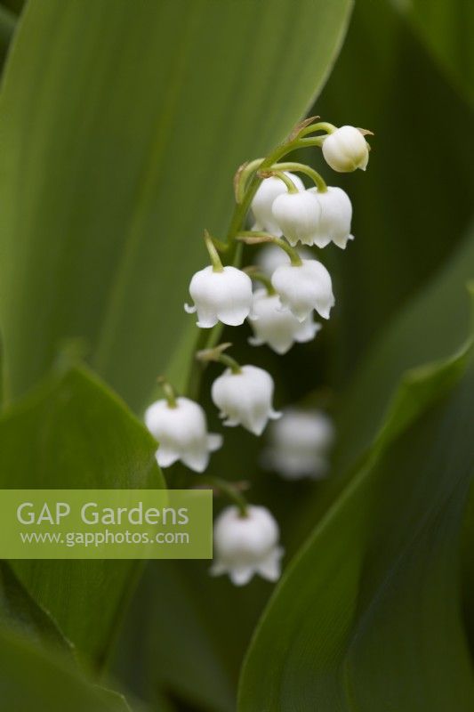 Convallaria majalis - Lily of the valley. Summer.