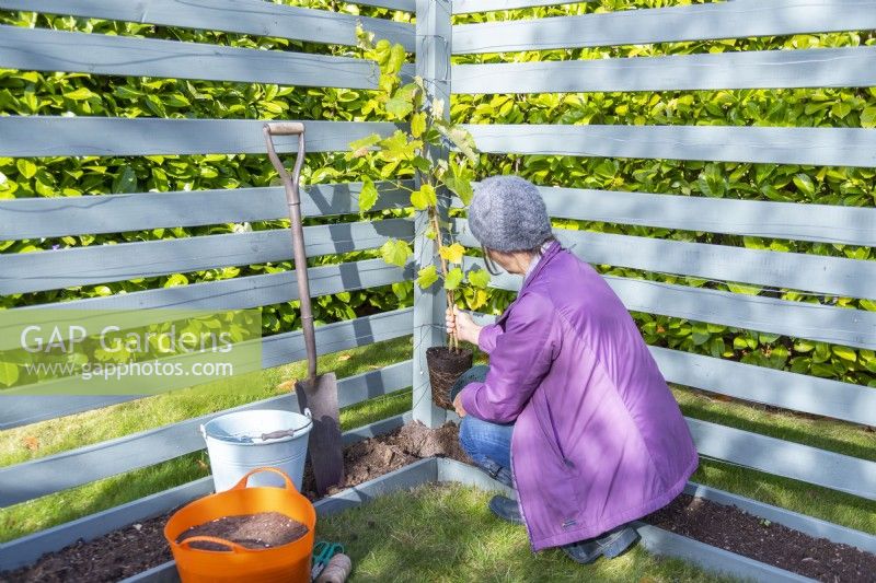 Woman planting grapevine