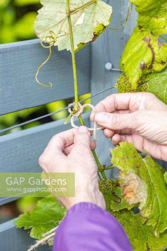 Woman using string to tie in the grapevine to the trellis