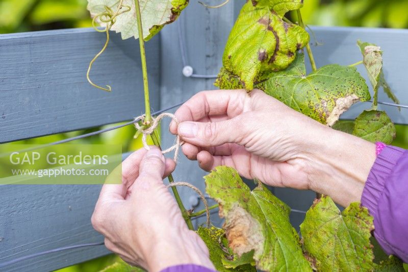 Woman using string to tie in the grapevine to the trellis