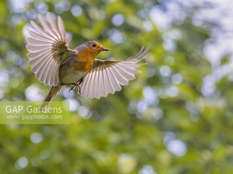 Erithacus rubecula - European Robin in flight