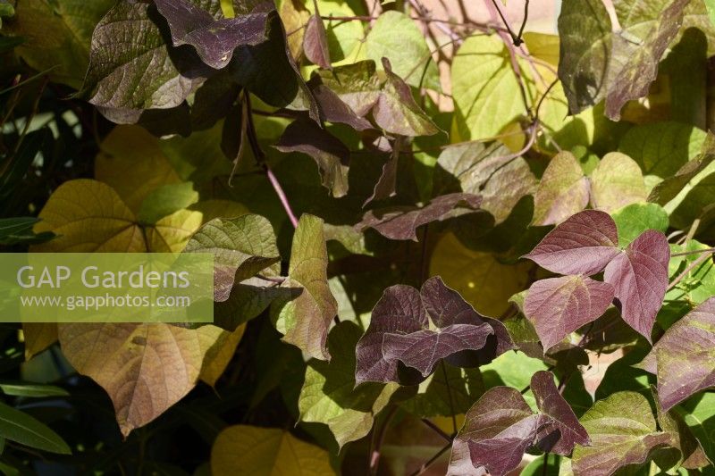 Autumnal foliage of Dolichos lablab syn. Lablab purpureus