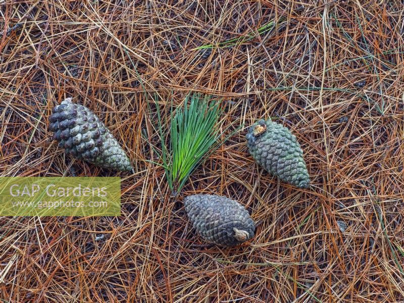 Pinus Radiata - Monterey Pine cones and fallen needles