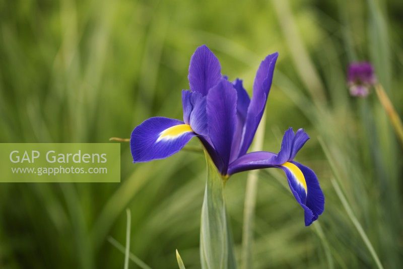 Iris x hollandica 'Valentine' 