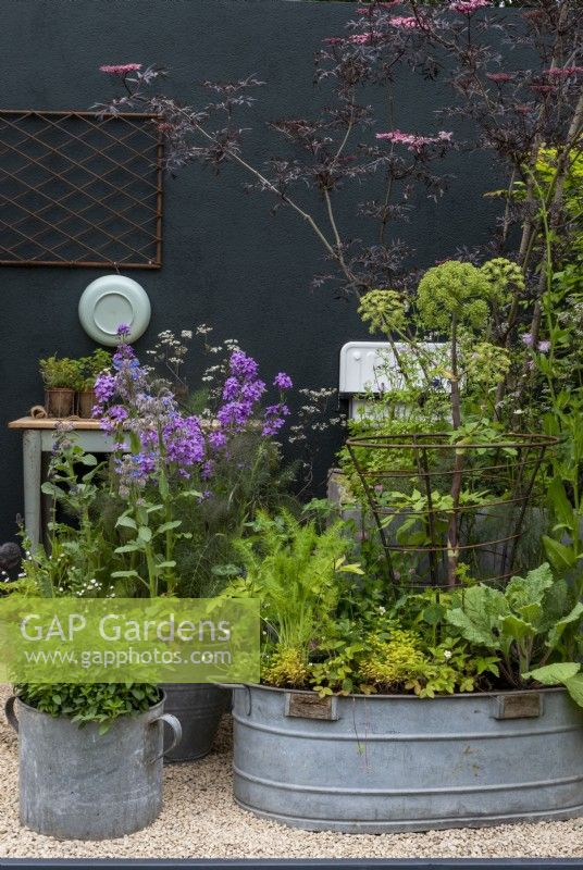 Hesperis matronalis, Borago officinalis, Origanum vulgare, Fragaria vesca,  Foeniculum vulgare, Angelica archangelica, Sambucus nigra 'Black Lace' and Anthriscus sylvestris 'Ravenswing' growing in a selection of different shapes and sizes of galvanized containers.  The Wild Kitchen Garden. Designer: Ann Treneman