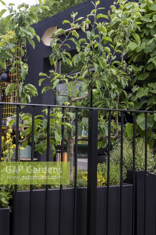 Malus domestica 'Sturmer Pippin', underplanted with Thymus 'Doone Valley' and 'Golden Lemon' planted in a black container. The Potting Balcony Garden designer: William Murray