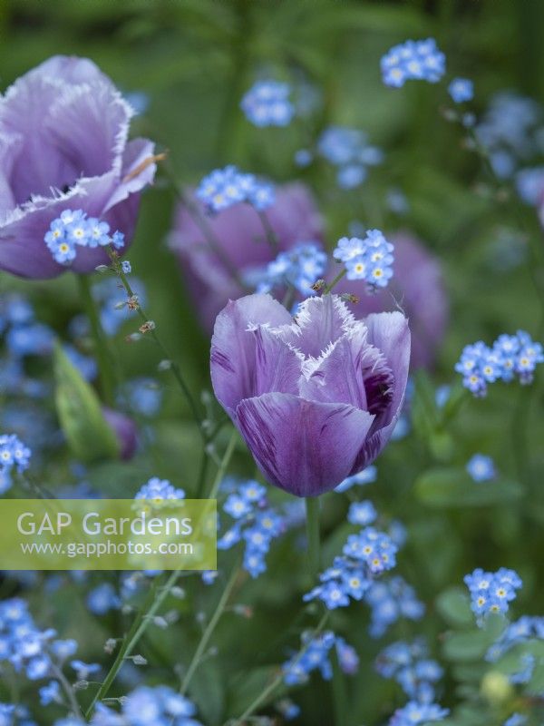 Fringe purple tulip with forget-me-nots
