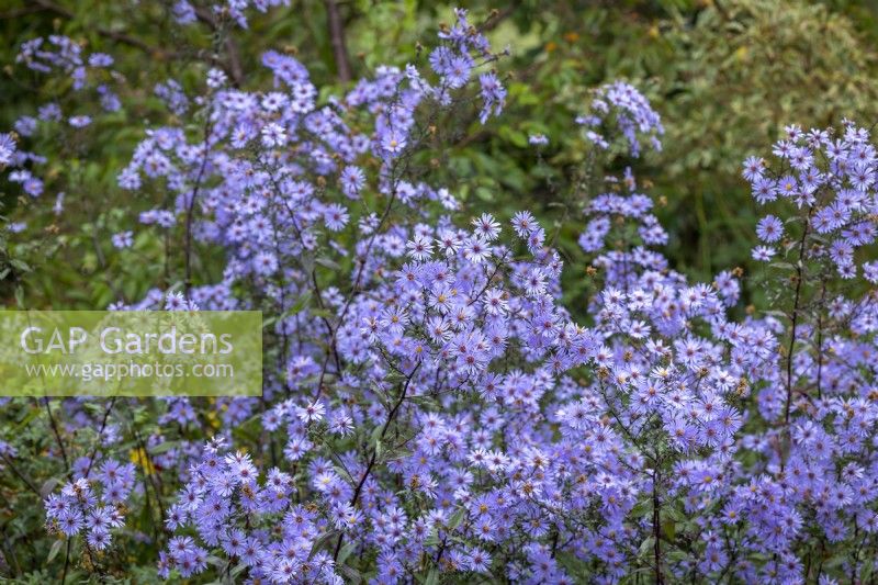 Symphyotrichum laeve 'Arcturus' syn. Aster laevis 'Arcturus', Aster 'Climax'. Notable for dark leaves and stems