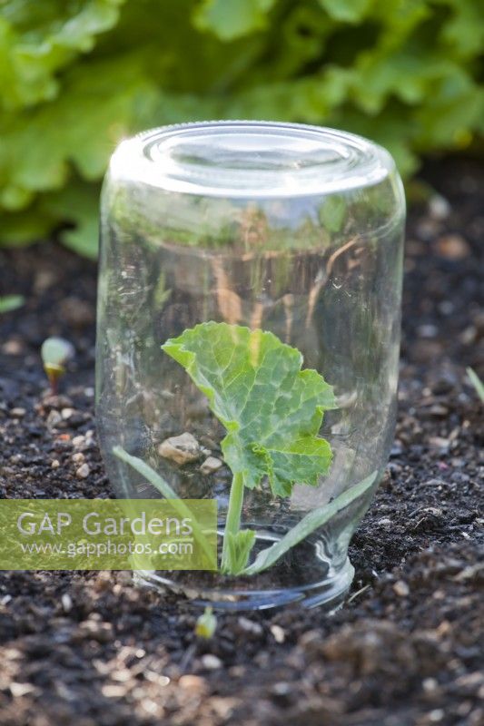 Courgette seedling under glass jar protection.