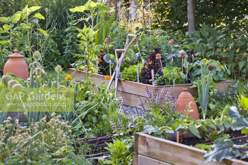 Garden tools leaning against raised bed full of growing crops.