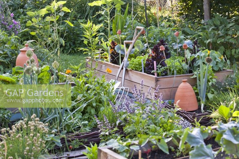 Garden tools leaning against raised bed full of growing crops.