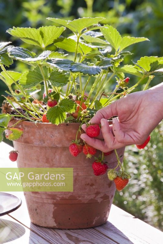 Picking pot grown strawberries.