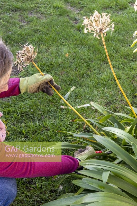 Woman cutting down spent flower stems from an Agapanthus in Autumn