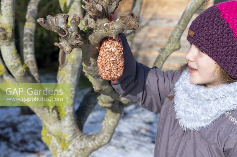 Girl hanging mesh bag of peanuts in a tree on snowy day in winter