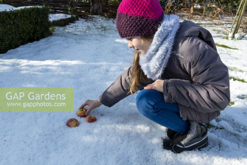 Girl putting apples on snowy ground for birds