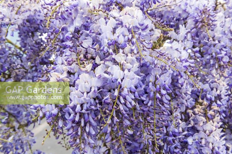 Chinese wisteria in bloom, Spring