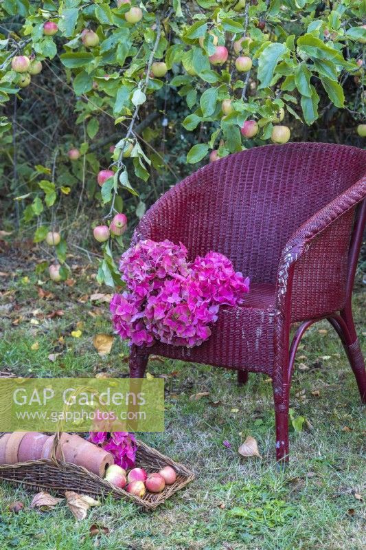 Red Hydrangea macrophylla flowerheads displayed in wicker basket on painted wicker chair and in trug in orchard