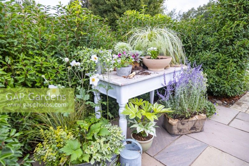 White wooden potting table arranged with a variety of plants and violas being planted in container