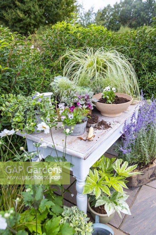 White wooden potting table arranged with a variety of plants and violas being planted in container