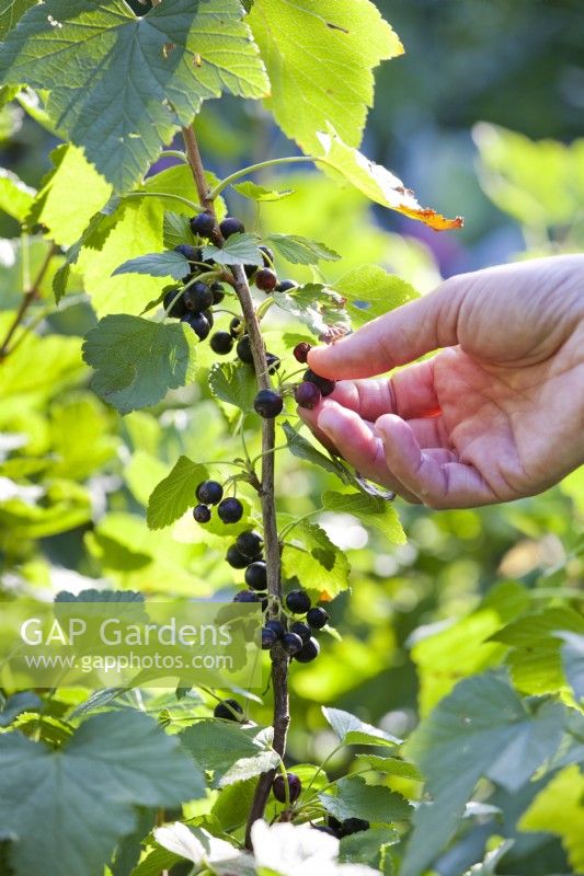 Woman picking Blackcurrants - Ribes nigrum