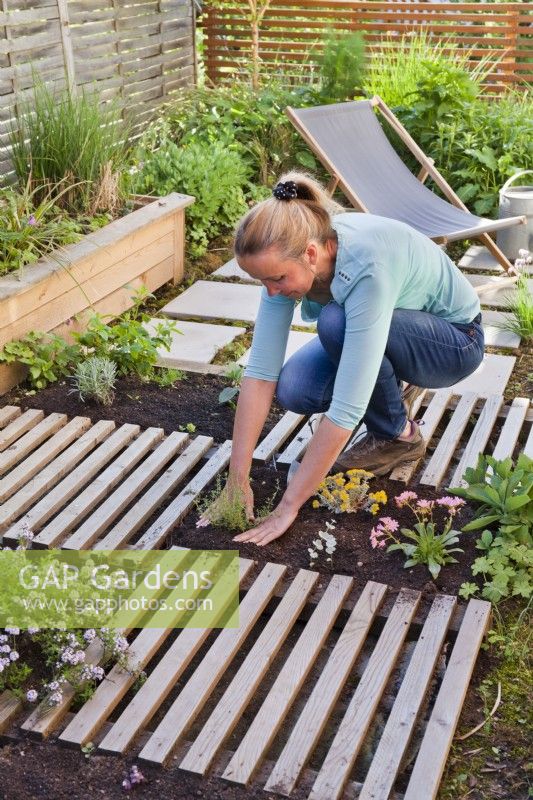 Woman creating drought tolerant flowerbed. The flower bed is separated by slats, which are decorative and at the same time serve as a path. Planting Thyme in narrow bed.