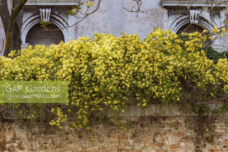Yellow rambling rose, Rosa banksiae 'Lutea' scrambles along the top of an old brick wall with classical keystone archways behind.