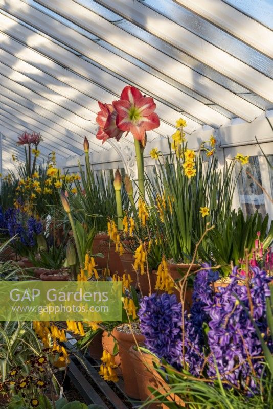 Hippeastrum 'Exposure', surrounded by pots of Lachenalia aloides var. 'Nelsonii' and Narcissus in the Spring Bulb Display.
