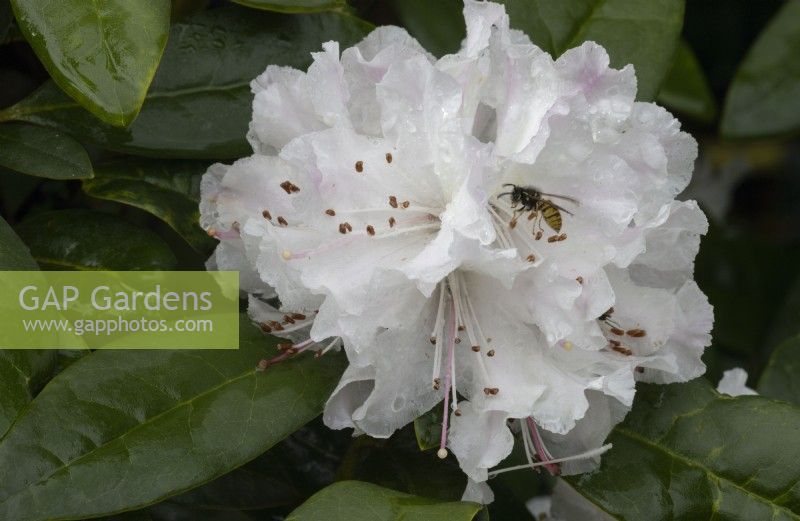 A wasp uses an early flowering rhododendron Christmas Cheer for autumn nectar. Whitstone Farm, Devon NGS garden, autumn