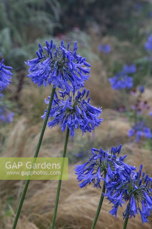 Spider webs on Agapanthus 'Loch Hope' - African lily - August
