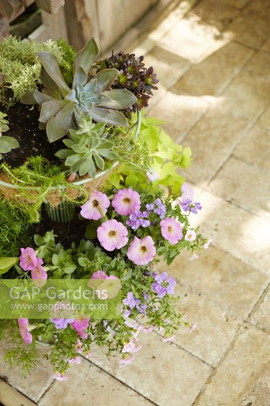 Tiered planter on patio with succulents, pink petunia, purple verbena, sweet potato vine