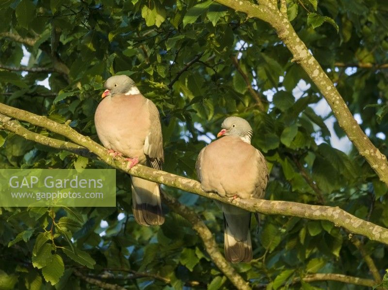 Columba palumbus - Pair of Wood Pigeon perched in evening sunlight