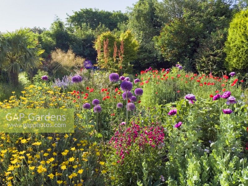 Colourful back garden with mixed borders including Allium gigantum,  Penstemon, Euryops, Poppy and Rheum