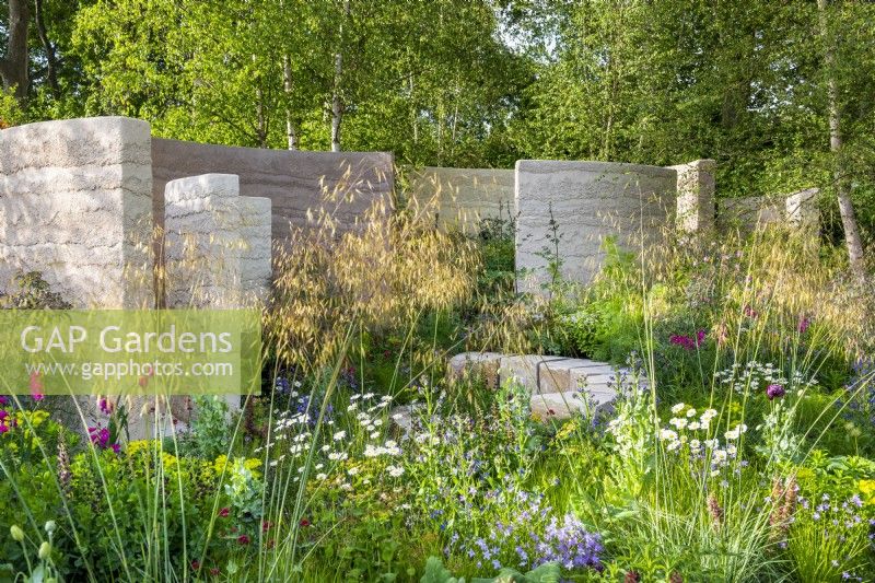 Flowerbed with Stipa gigantea, Leucanthemum vulgare, Campanula patula by curved sculptural walls. The Mind Garden, Designer: Andy Sturgeon, RHS Chelsea Flower Show 2022 - Gold Medal
