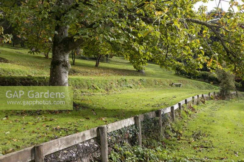 Several terraces in a country style garden with trees and lawn, break up the slope of the land. A wooden fence holds back the terrace on one level. Whitstone Farm, Devon NGS garden, autumn