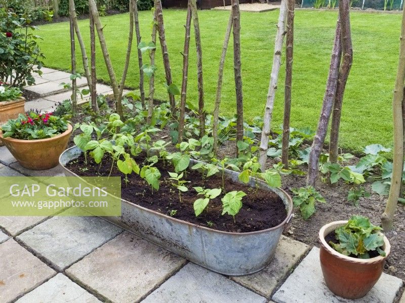 French bean plants in old tin tub and Runner beans growing up wooden stakes