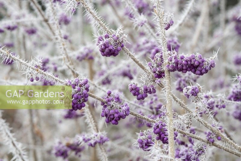 Callicarpa bodinieri 'Imperial Pearl' - Beautyberry in the frost