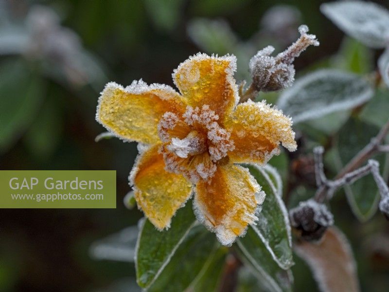 Hypericum Hidcote in frost December Winter