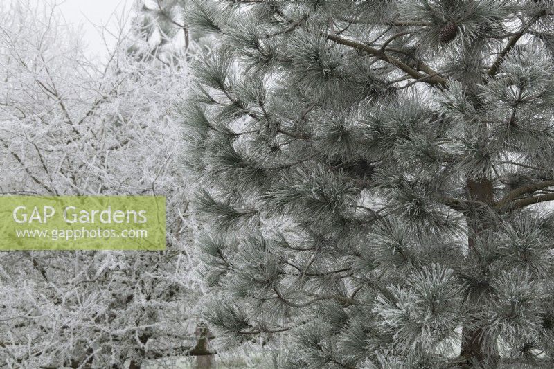 Pinus jeffreyi - Jeffrey's pine foliage in the frost