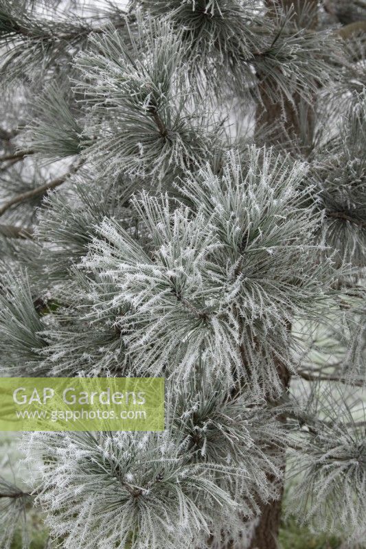 Pinus jeffreyi - Jeffrey's pine foliage in the frost