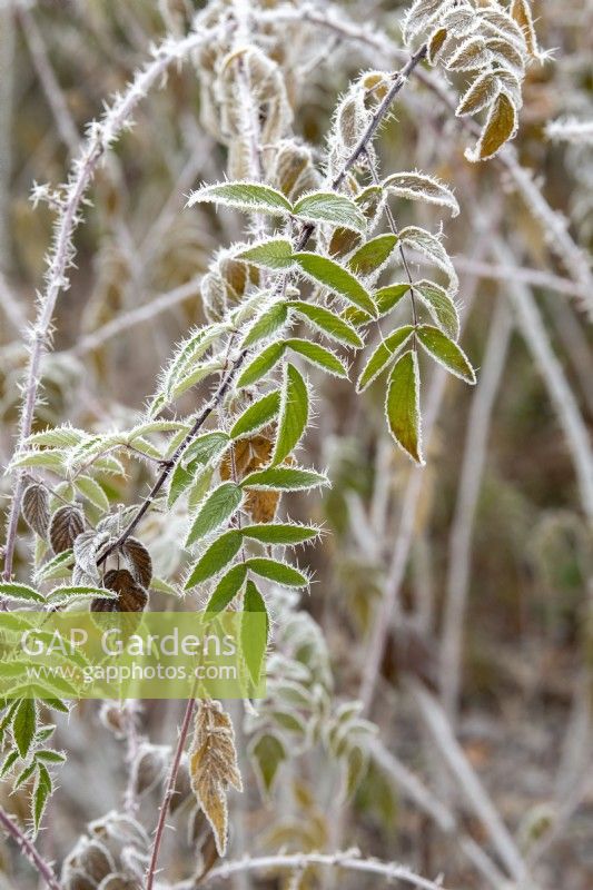 Rubus thibetanus - Ghost bramble in the frost