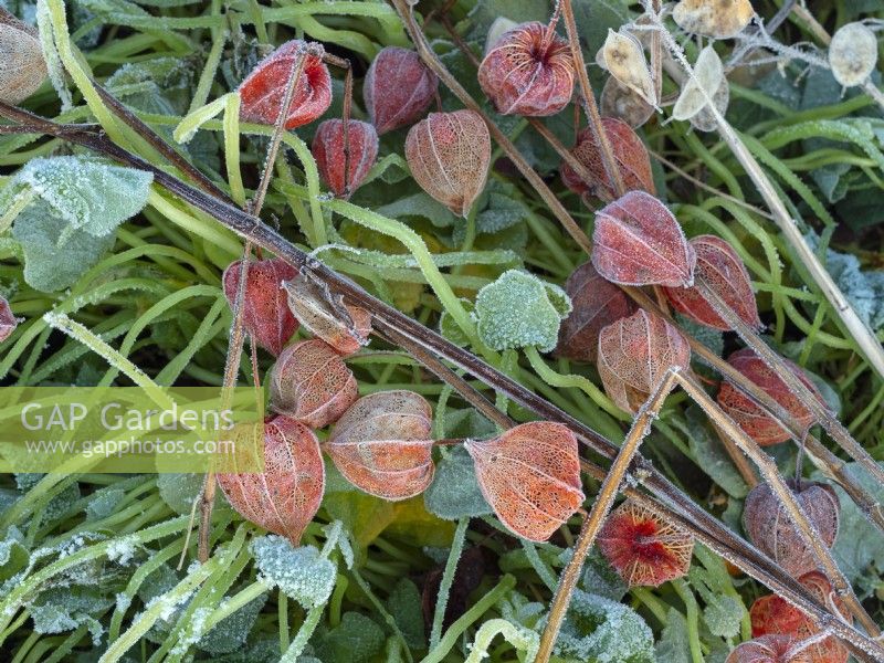 Physalis alkekengi - Chinese lantern seed cases covered in frost December
