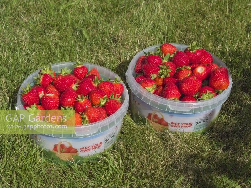 Tubs of picked strawberries on commercial pick your own farm