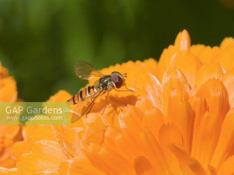 Hoverfly on Calendula flower
