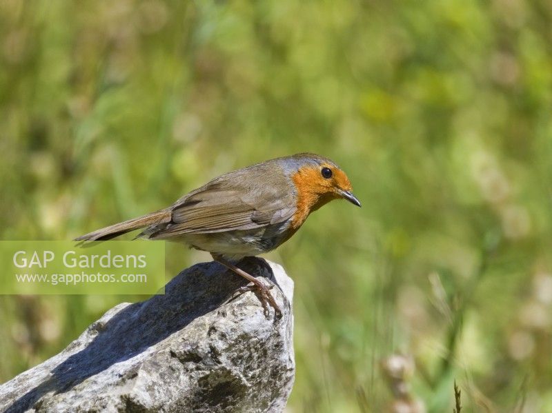 Erithacus rubecula - Robin perched on stone