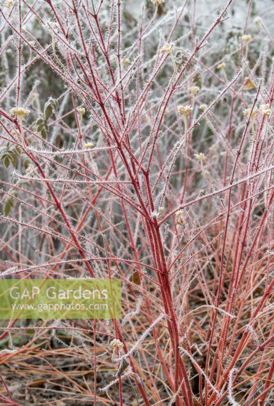 Cornus sanguinea Anny's Winter Orange - Dogwood in the frost