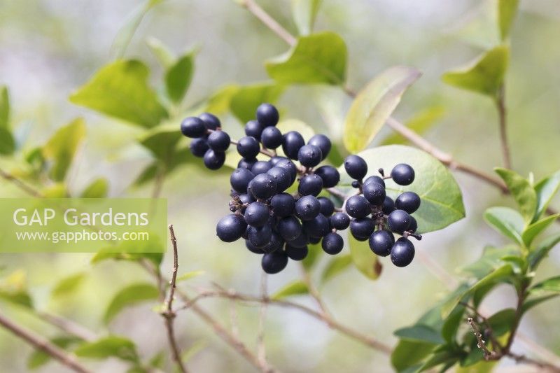 Ligustrum x Ibolium - North Privet berries